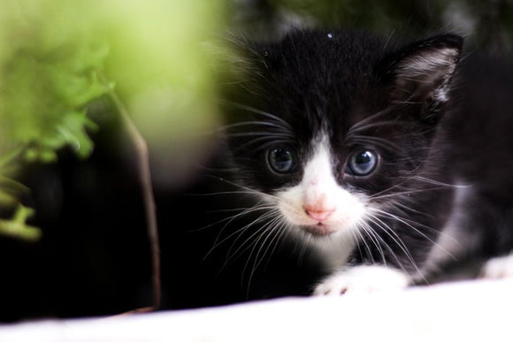 Cat leash